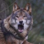 Wolf: Weidetierhalter reichen Beschwerde bei EU-Kommission ein