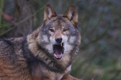 Wolf: Weidetierhalter reichen Beschwerde bei EU-Kommission ein