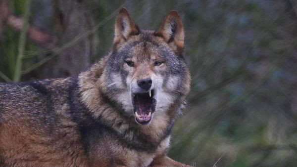 Wolf: Weidetierhalter reichen Beschwerde bei EU-Kommission ein