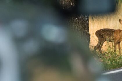 „Das ist kein schöner Anblick“: Wie viele Wildunfälle es im Kreis Wesel gibt – und warum