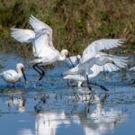 Dieser Kalender ist eine Liebeserklärung: 13 schöne Naturfotos vom Niederrhein