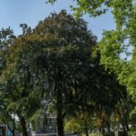Dinslakener Gemeinde pflanzt eine Trauer-Blutbuche – das ist der Grund
