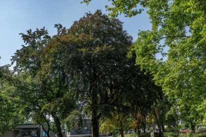 Dinslakener Gemeinde pflanzt eine Trauer-Blutbuche – das ist der Grund