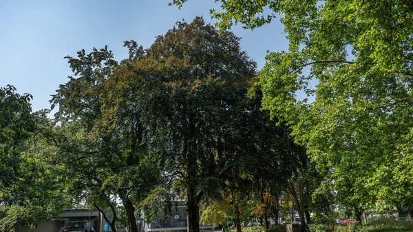 Dinslakener Gemeinde pflanzt eine Trauer-Blutbuche – das ist der Grund