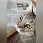 Dinslakens bekannteste Katze ist im Katzenhimmel: „Danke für den Fisch“