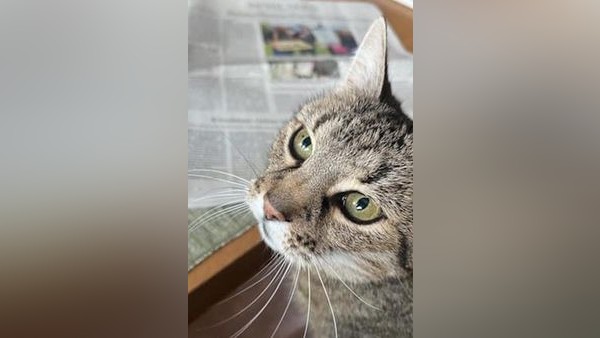 Dinslakens bekannteste Katze ist im Katzenhimmel: „Danke für den Fisch“