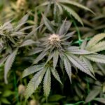 Durchsuchungen in Wassenberg, Neuss & Duisburg: Polizeibeamte entdecken Cannabis-Plantage in Dinslaken