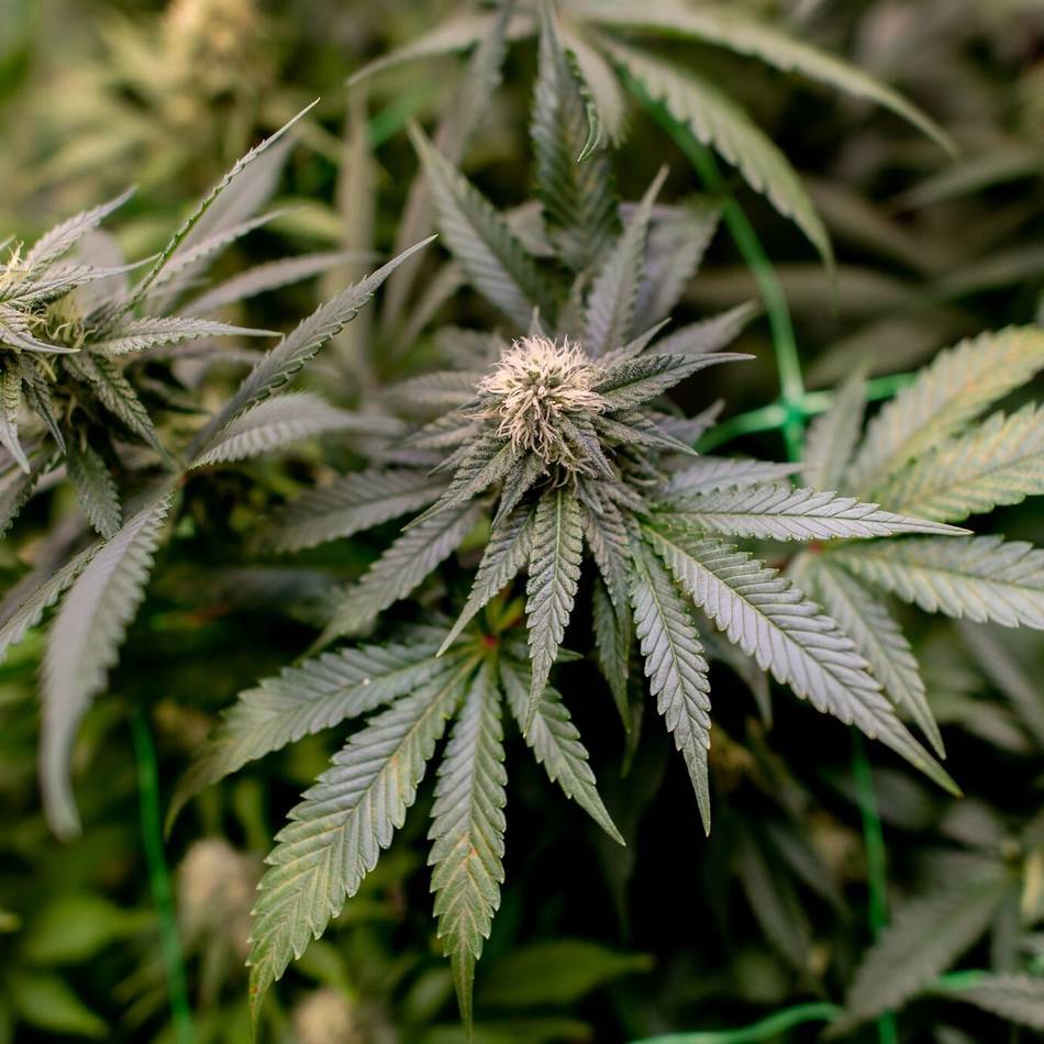 Durchsuchungen in Wassenberg, Neuss & Duisburg: Polizeibeamte entdecken Cannabis-Plantage in Dinslaken