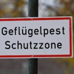 Geflügelpest im Kreis Wesel bestätigt: „Das wahllose Abschlachten wäre ein Totalausfall“