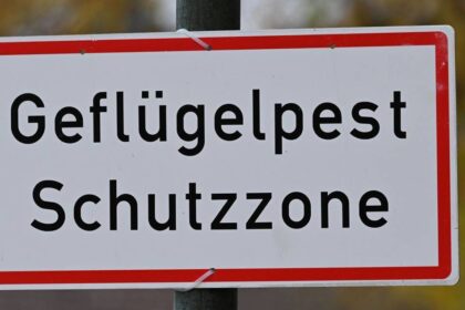 Geflügelpest im Kreis Wesel bestätigt: „Das wahllose Abschlachten wäre ein Totalausfall“