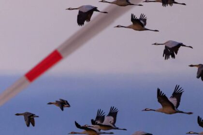 Geflügelpest im Kreis Wesel: Neuer Verdachtsfall in Kamp-Lintfort – Virus breitet sich rasant aus