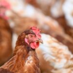 Geflügelpest: Neuer Verdacht in Kamp-Lintfort nicht bestätigt - so geht‘s weiter