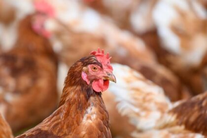 Geflügelpest: Neuer Verdacht in Kamp-Lintfort nicht bestätigt - so geht‘s weiter