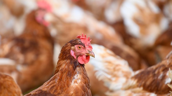 Geflügelpest: Neuer Verdacht in Kamp-Lintfort nicht bestätigt - so geht‘s weiter