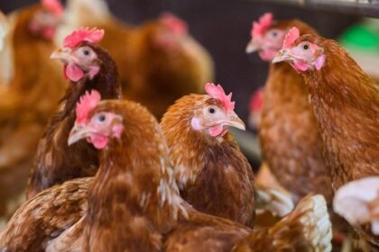 Geflügelpest: Neuer Verdachtsfall bei Hobbybetrieb in Kamp-Lintfort