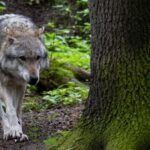 Gloria seit einem Jahr verschollen: Was für eine illegale Tötung spricht