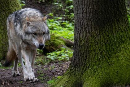 Gloria seit einem Jahr verschollen: Was für eine illegale Tötung spricht