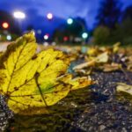 Herbst in Dinslaken, Voerde, Hünxe: Wie Bürger das Laub entsorgen können