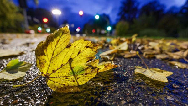 Herbst in Dinslaken, Voerde, Hünxe: Wie Bürger das Laub entsorgen können