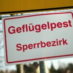 Kreis Wesel gibt Details bekannt: Geflügelpest-Ausbruch in Kamp-Lintfort bestätigt – das gilt jetzt