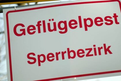Kreis Wesel gibt Details bekannt: Geflügelpest-Ausbruch in Kamp-Lintfort bestätigt – das gilt jetzt