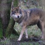 So viele Wölfe gibt es in Deutschland – und so viele wurden illegal getötet