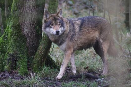 So viele Wölfe gibt es in Deutschland – und so viele wurden illegal getötet