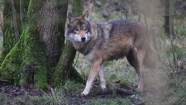 So viele Wölfe gibt es in Deutschland – und so viele wurden illegal getötet
