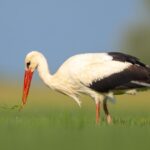 Störche am Niederrhein: Kalender 2026 zeigt faszinierende Aufnahmen