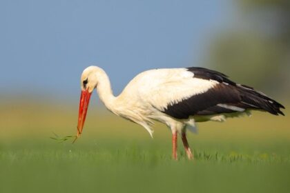 Störche am Niederrhein: Kalender 2026 zeigt faszinierende Aufnahmen