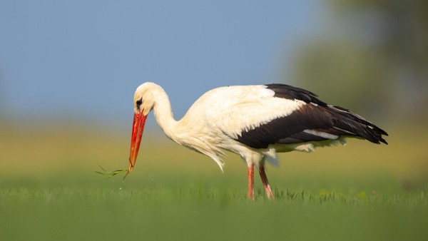 Störche am Niederrhein: Kalender 2026 zeigt faszinierende Aufnahmen