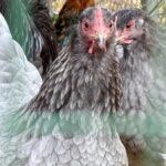 Vogelgrippe: Schaugehege in Voerde dicht - wie die Tiere nun beschäftigt werden