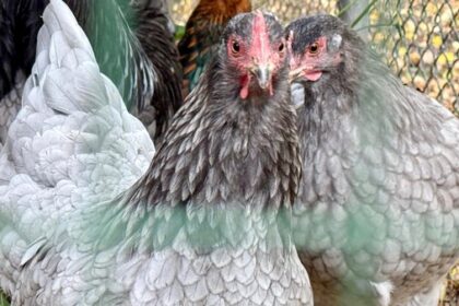 Vogelgrippe: Schaugehege in Voerde dicht - wie die Tiere nun beschäftigt werden