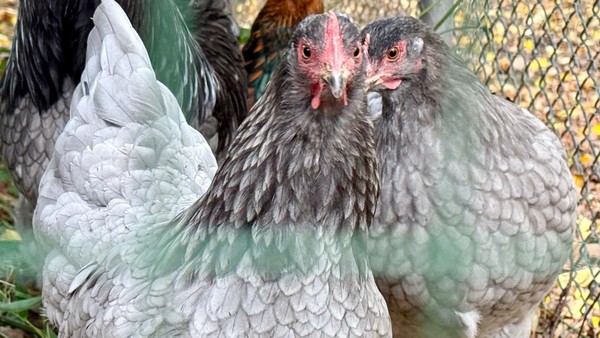 Vogelgrippe: Schaugehege in Voerde dicht - wie die Tiere nun beschäftigt werden