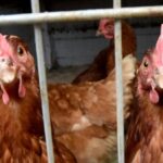 Vogelgrippe: Warum in Dinslaken andere Regeln gelten als in Duisburg