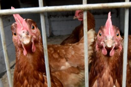 Vogelgrippe: Warum in Dinslaken andere Regeln gelten als in Duisburg