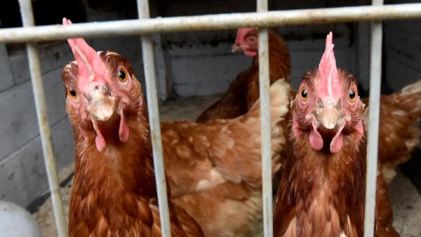 Vogelgrippe: Warum in Dinslaken andere Regeln gelten als in Duisburg