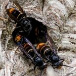 Asiatische Hornisse in Voerde: Bürger meldet Nest – Antwort überrascht ihn
