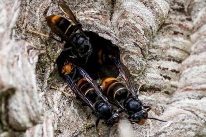 Asiatische Hornisse in Voerde: Bürger meldet Nest – Antwort überrascht ihn