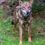 Demo pro Wolf: Aufruf von Tierschützern - Alle Infos im Newsblog