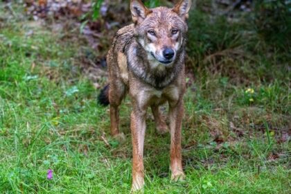 Demo pro Wolf: Aufruf von Tierschützern - Alle Infos im Newsblog