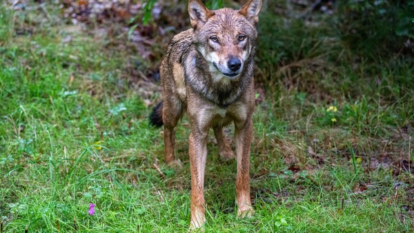 Demo pro Wolf: Aufruf von Tierschützern - Alle Infos im Newsblog