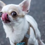 Dinslaken schafft Hundemarken ab: Das müssen Halter jetzt wissen