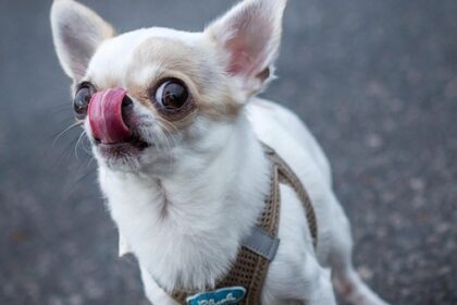 Dinslaken schafft Hundemarken ab: Das müssen Halter jetzt wissen