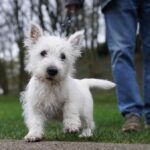 Gehen Hunde in Dinslaken bald „oben ohne“?