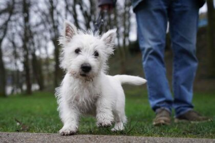 Gehen Hunde in Dinslaken bald „oben ohne“?