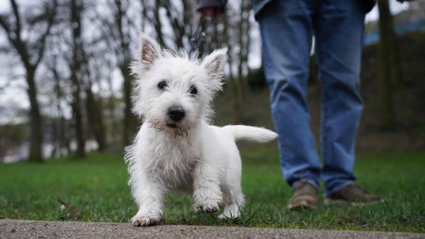 Gehen Hunde in Dinslaken bald „oben ohne“?