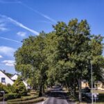 „Heikles Thema“ Sanierung Bahnhofstraße in Voerde: Können Bäume gerettet werden?