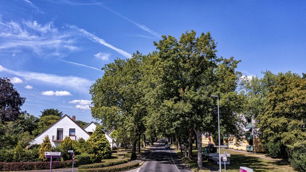 „Heikles Thema“ Sanierung Bahnhofstraße in Voerde: Können Bäume gerettet werden?