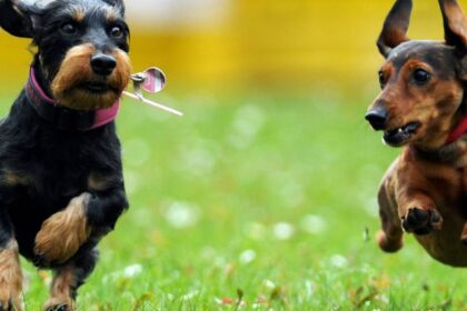 Neu in Dinslaken: Hunde ohne Steuermarke – ab 2026 ganz legal